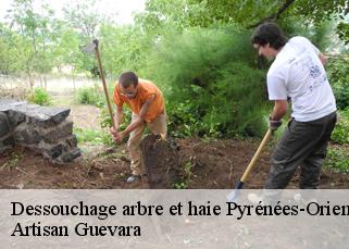 Dessouchage arbre et haie 66 Pyrénées-Orientales  Artisan Guevara