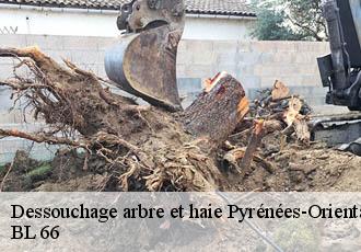 Dessouchage arbre et haie 66 Pyrénées-Orientales  Artisan Guevara