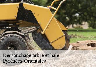 Dessouchage arbre et haie Pyrénées-Orientales