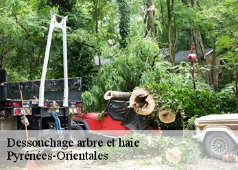 Dessouchage arbre et haie Pyrénées-Orientales 