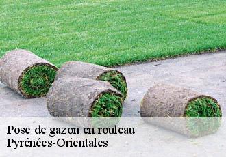 Pose de gazon en rouleau Pyrénées-Orientales