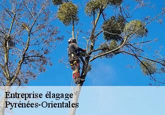 Entreprise élagage Pyrénées-Orientales 