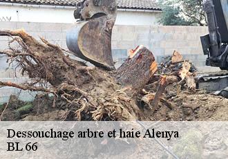 Dessouchage arbre et haie  alenya-66200 Artisan Guevara