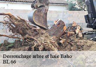 Dessouchage arbre et haie  baho-66540 Artisan Guevara