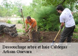 Dessouchage arbre et haie  caldegas-66760 Artisan Guevara