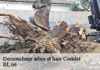 Dessouchage arbre et haie codalet-66500 BL 66