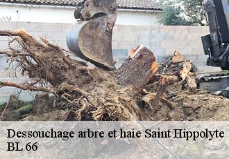 Dessouchage arbre et haie saint-hippolyte-66510 BL 66