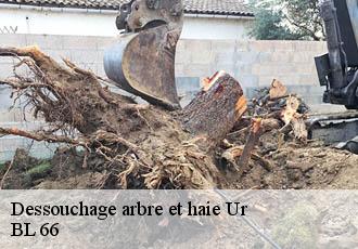Dessouchage arbre et haie  ur-66760 BL 66 