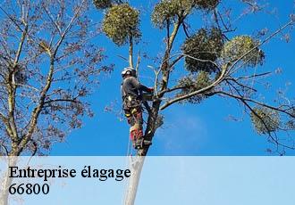 Entreprise élagage 66800