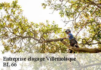 Entreprise élagage villemolaque-66300 BL 66