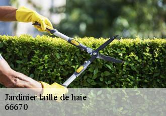 Jardinier taille de haie  66670