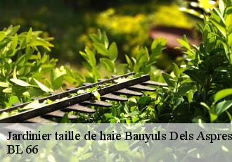 Jardinier taille de haie banyuls-dels-aspres-66300 BL 66