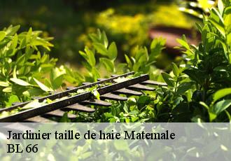 Jardinier taille de haie matemale-66210 BL 66